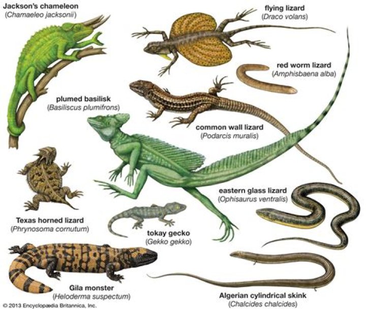What is the lizard from Monsters, Inc?